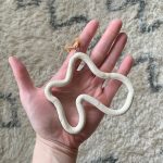 Doodle Ornament - White - Image 3